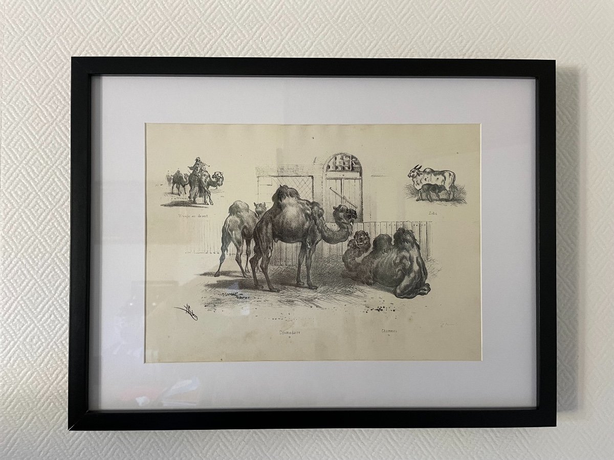 Old Engraving The Dromedaries By Victor Adam Edition Fernique XIX The Zoo