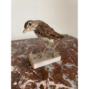 Naturalized Bird Old Taxidermy XIXth Century Pipit By Richard Siberia