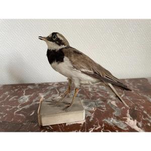 Naturalized Bird Old Taxidermy XIX Th Collared Ringed Plover