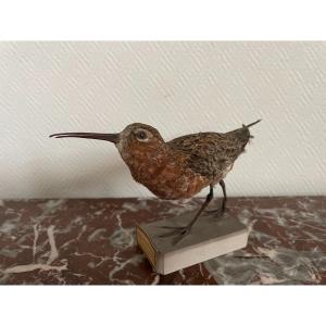 Old Naturalized Bird Old Taxidermy XIX Th Cocorlis Sandpiper