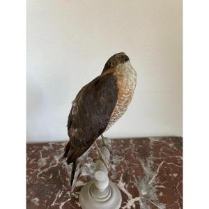 Old Naturalized Bird Old Taxidermy XIX Th Raptor European Sparrowhawk