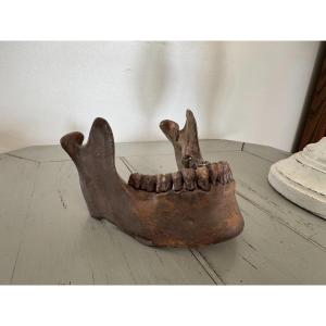 Memento Mori Terracotta Jaw End Of 19th Early 20th Century Perfect Condition