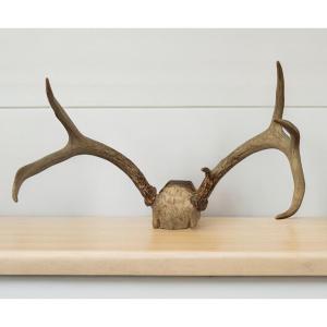 Deer Antler Hunting Decoration 