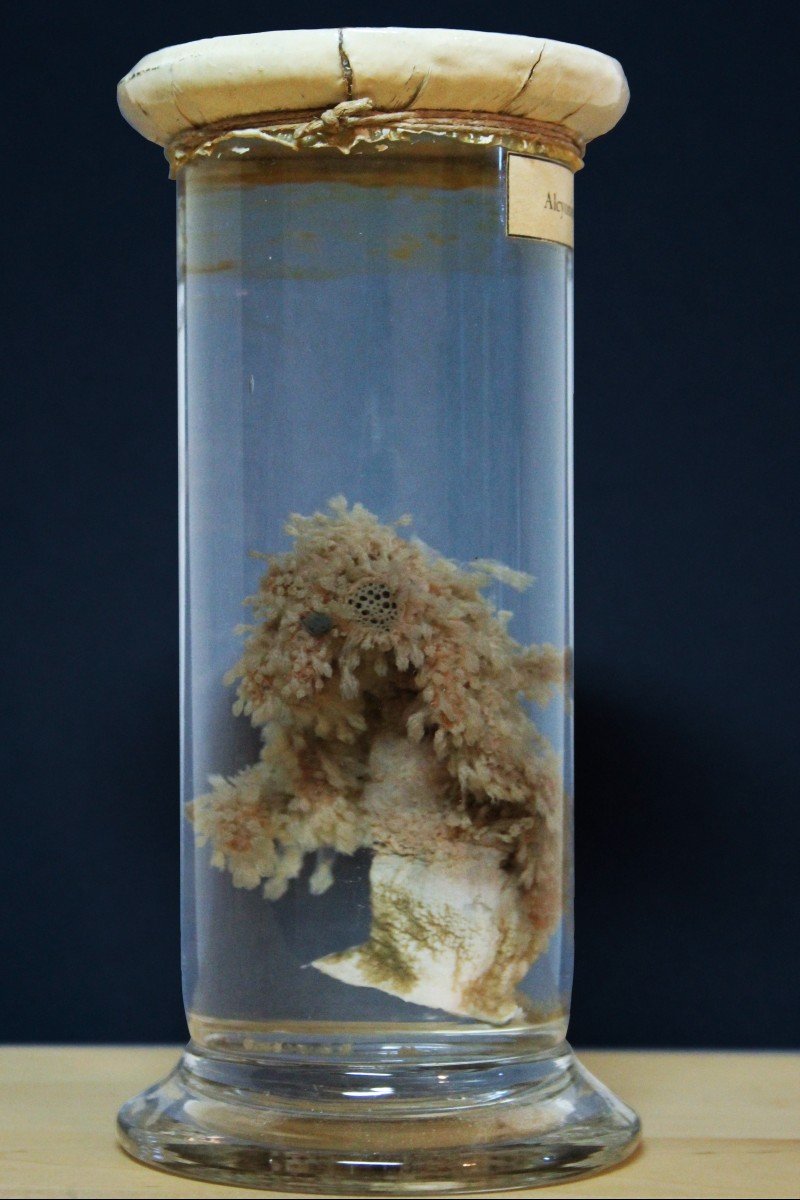 Paravia Anemone Alcyonium Palmatum, Museum, Educational, In Formalin-photo-4