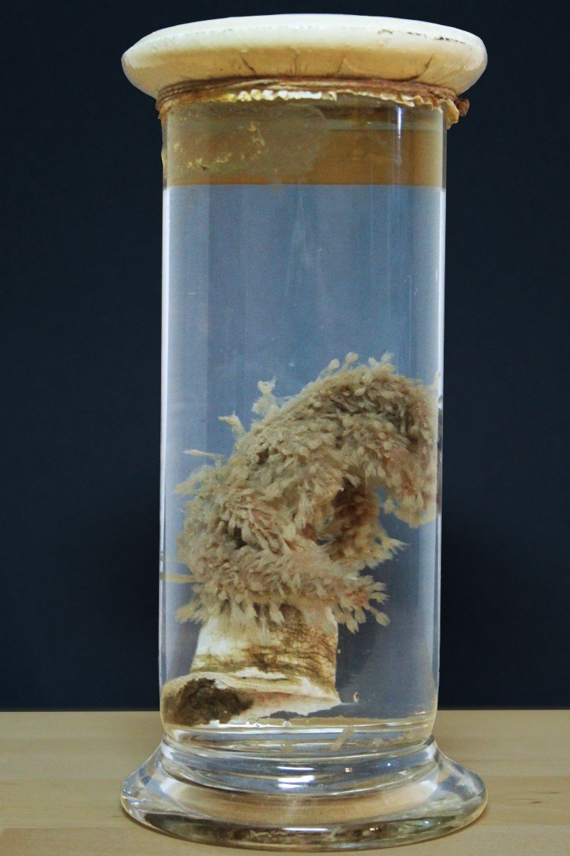 Paravia Anemone Alcyonium Palmatum, Museum, Educational, In Formalin-photo-1