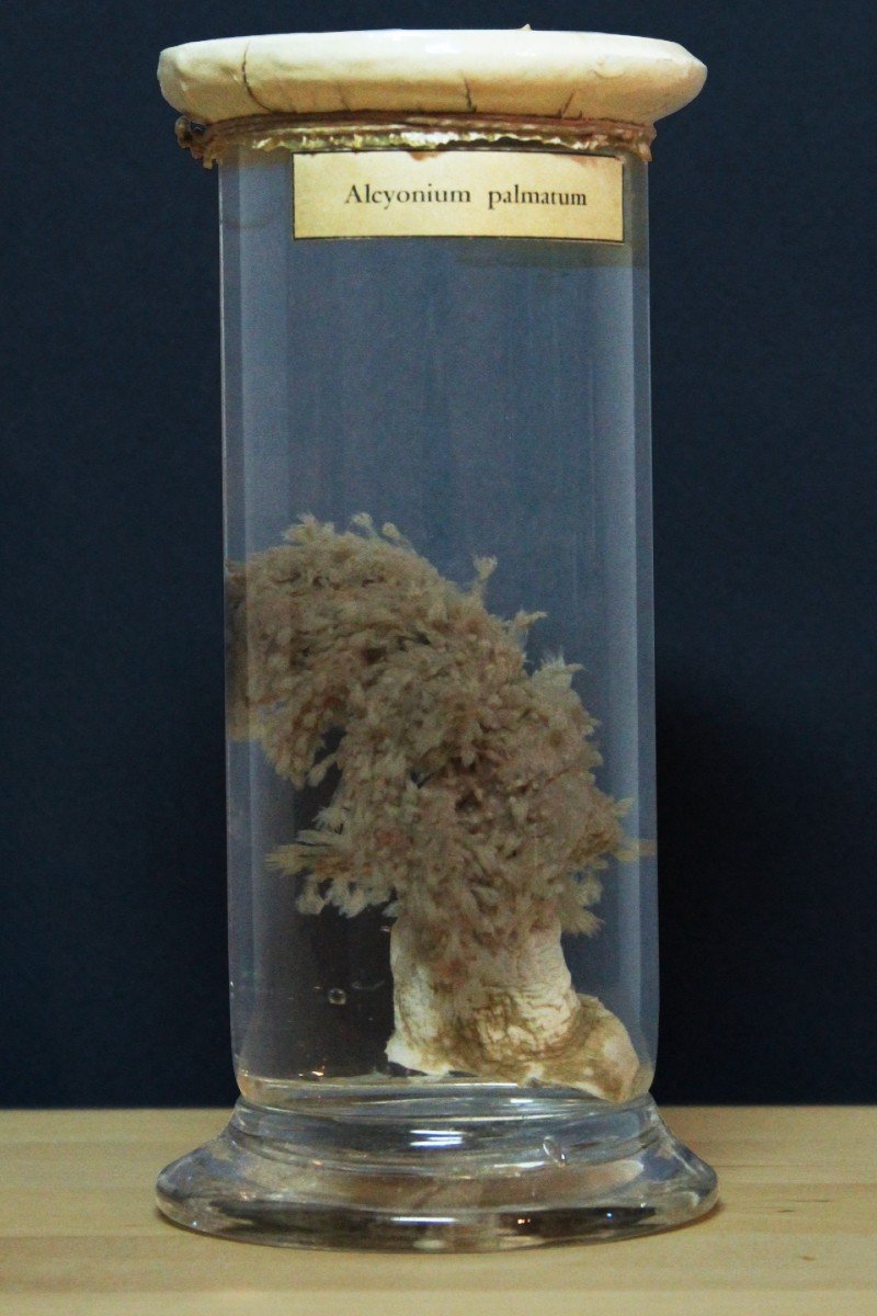 Paravia Anemone Alcyonium Palmatum, Musée, Pédagogique, Au Formol