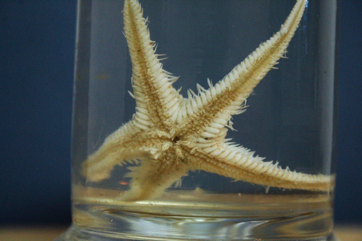 Paravia Starfish Atropecten, Musée, Pédagogique, Au Formol-photo-1