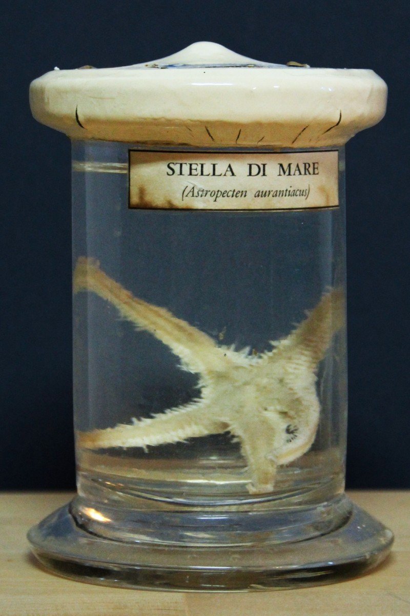 Paravia Starfish Astropecten, Museum, Educational, In Formalin