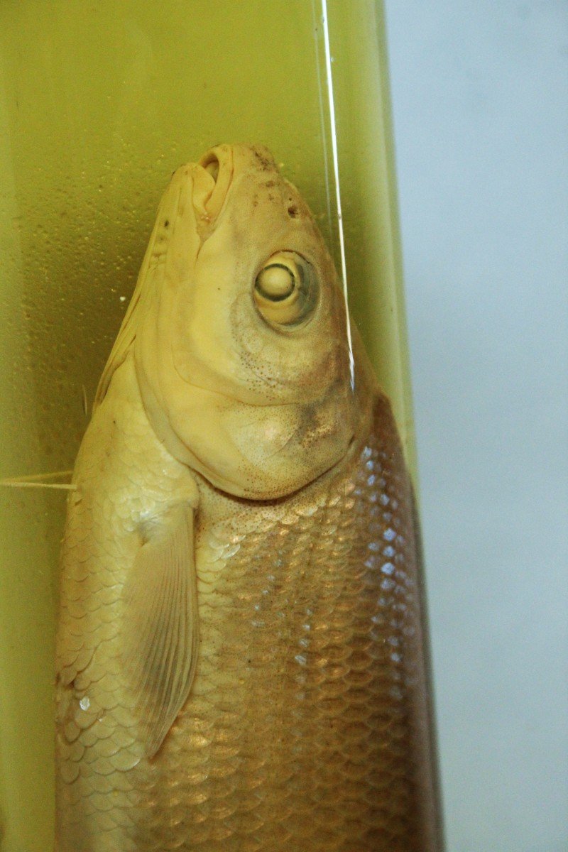 Ancient Preparation In Educational-museum Formalin Of A Fish-photo-2