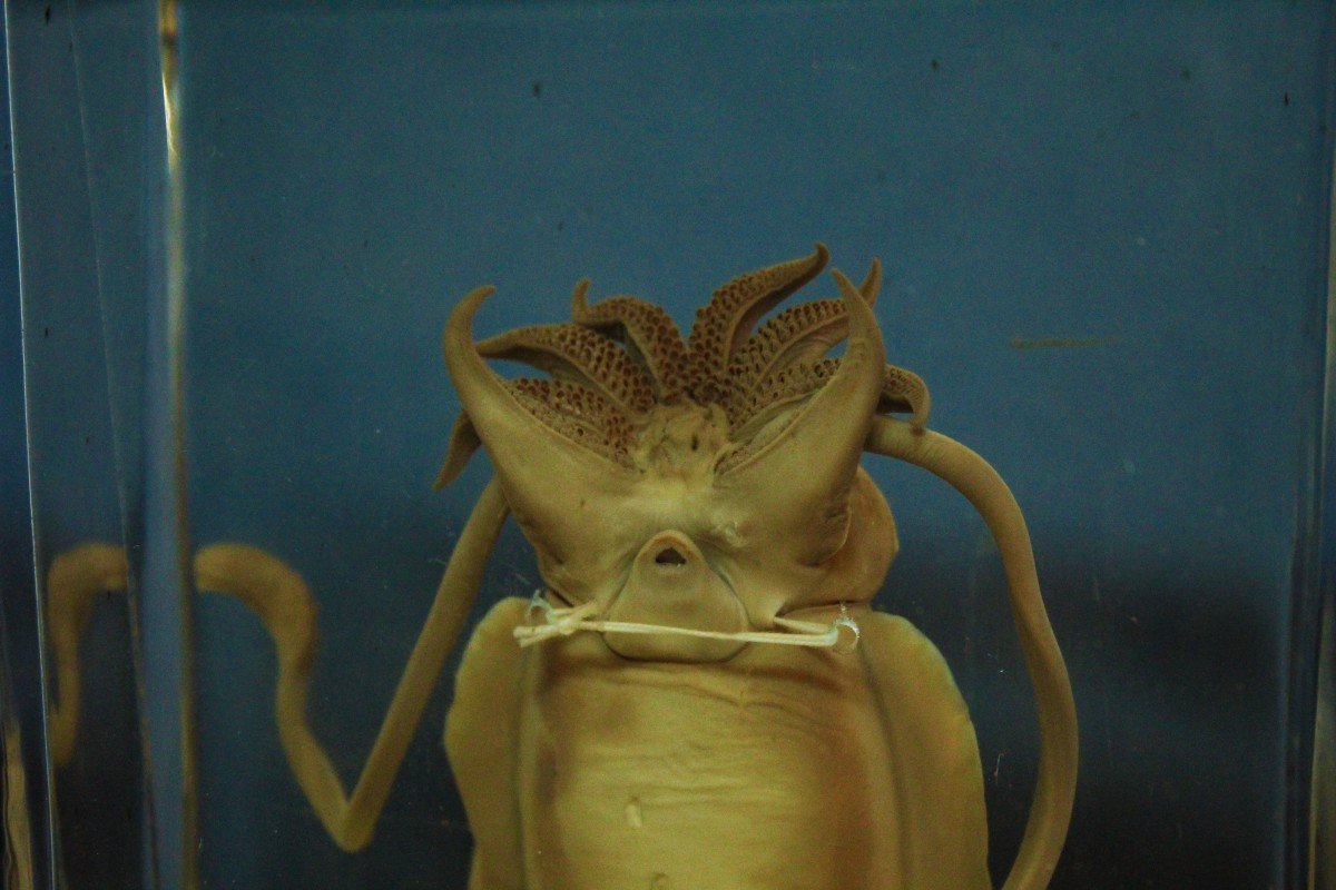 Squid Prepared In Museum Educational Formalin-photo-1