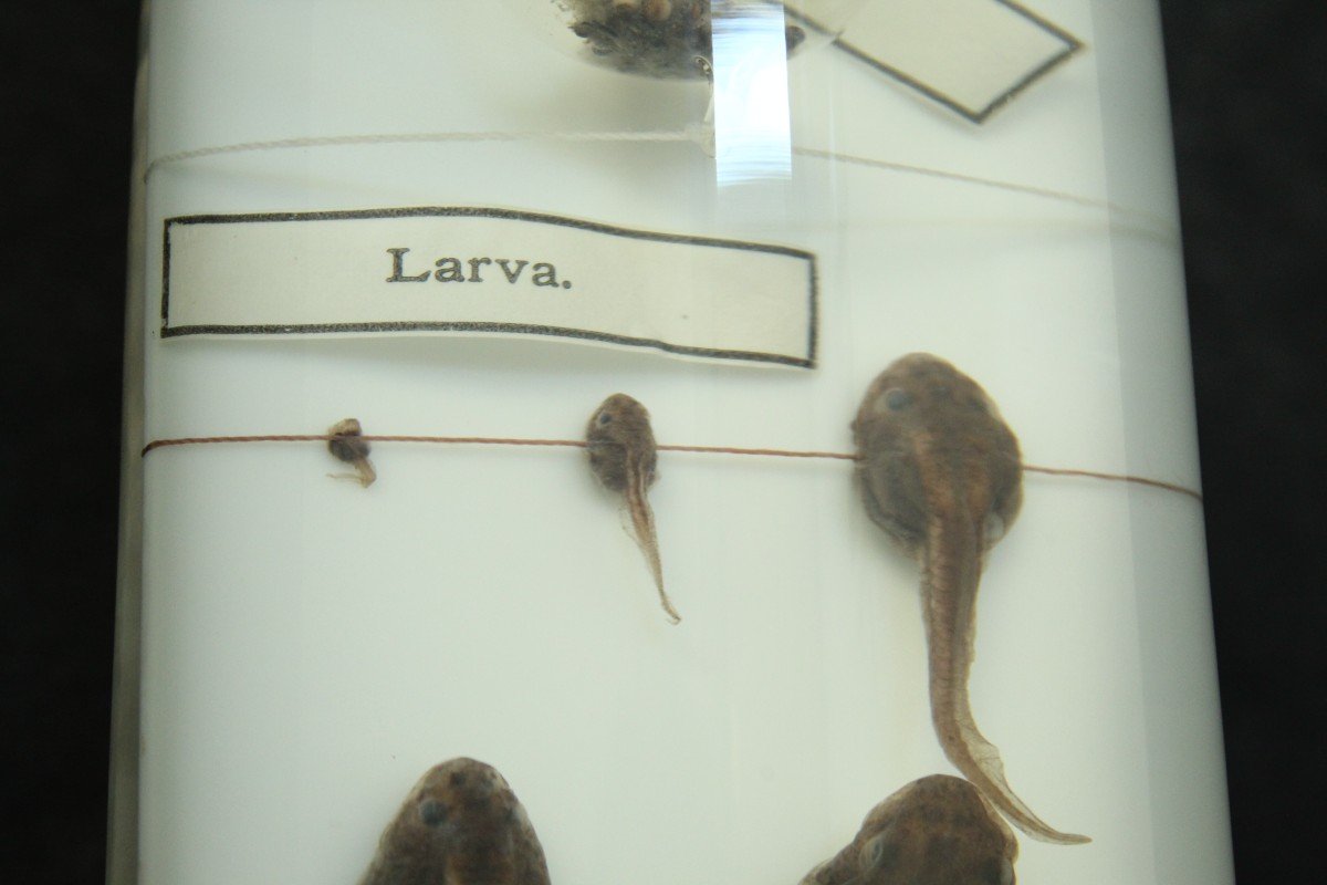 Grenouill Esculenta, Spécimen Ancien Dans Du Formol De Musée, Institut Zoologique De Berlin-photo-1