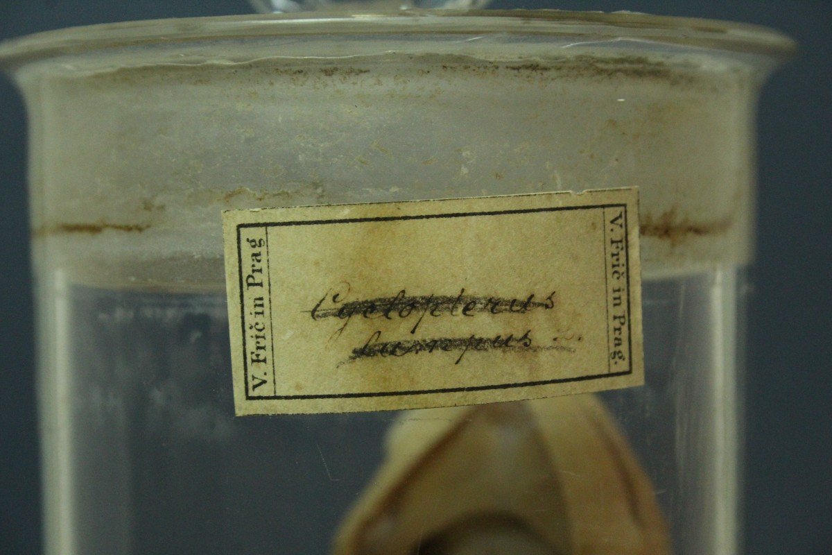 Clyclopterus Lumpus, Ancienne Préparation De Formol Pour Un Musée éducatif, Václav Fric-photo-3