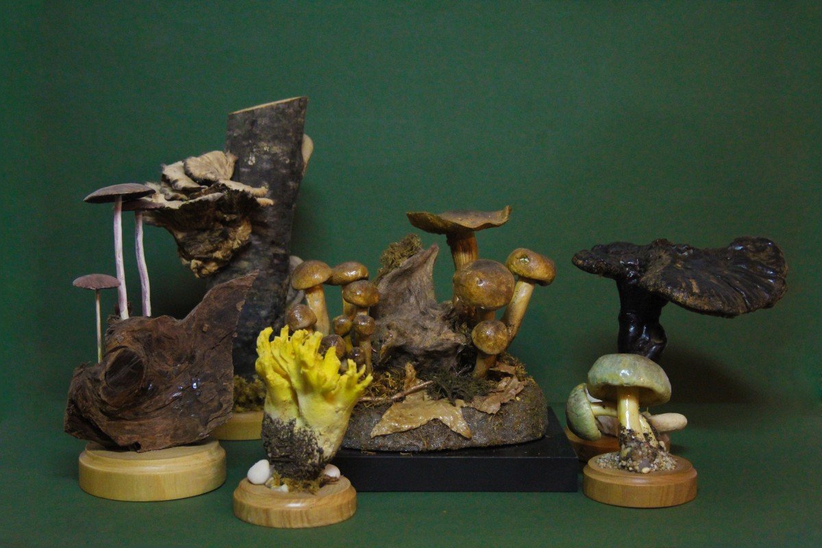 Dried Mushrooms On Wood, Vintage Botanical Collection Educational Model-photo-3