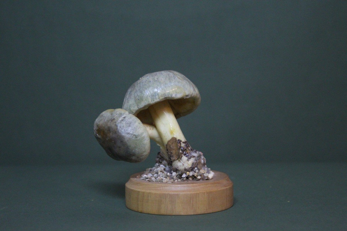 Cortinarius Croceus Mushrooms, Vintage Botanical Collectible Educational Model-photo-2