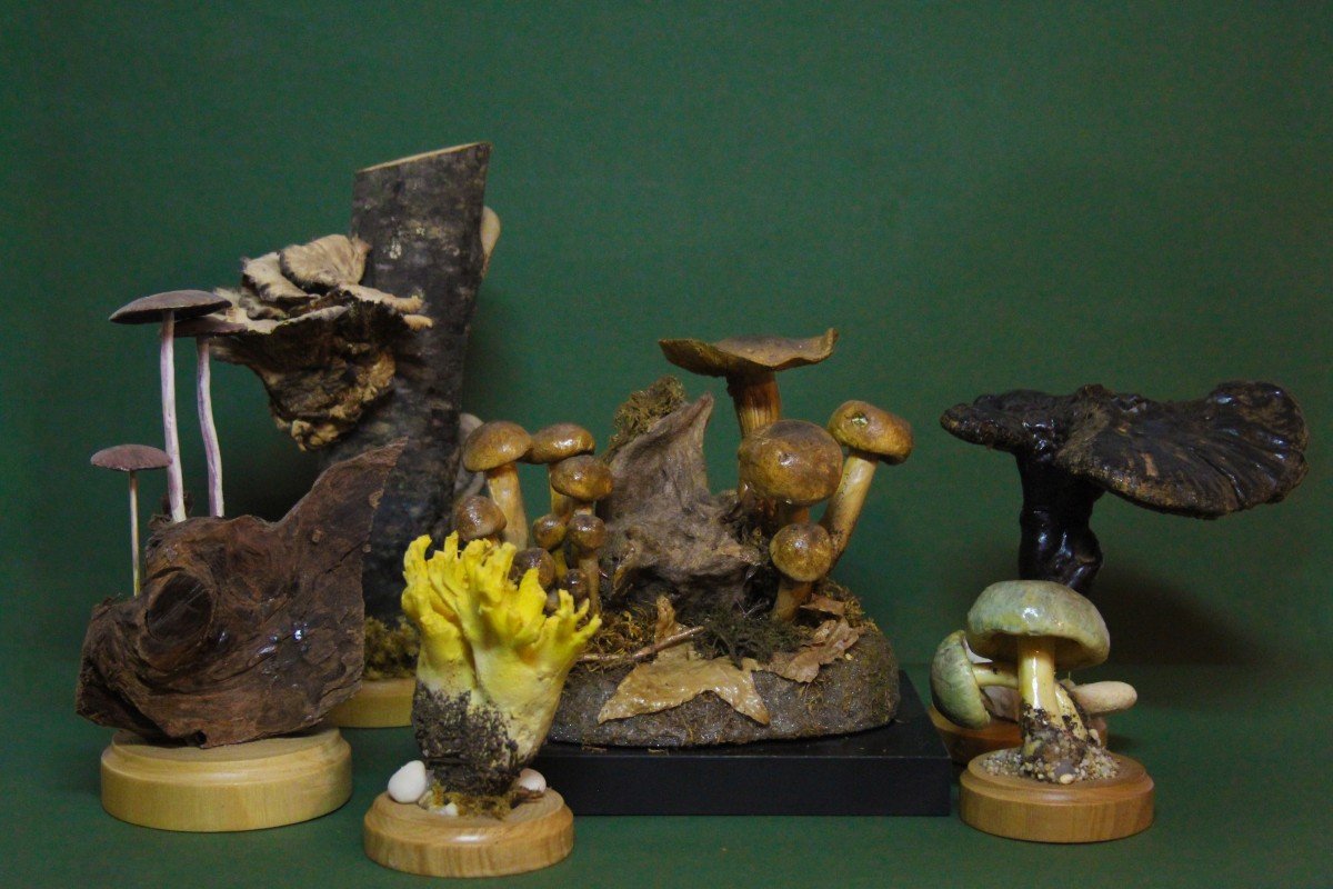 Cortinarius Croceus Mushrooms, Vintage Botanical Collectible Educational Model-photo-3