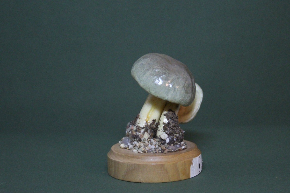 Cortinarius Croceus Mushrooms, Vintage Botanical Collectible Educational Model-photo-4