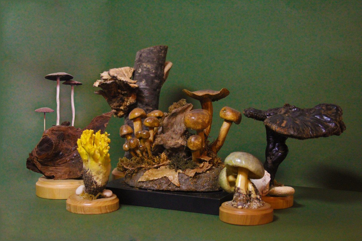 Cortinarius Croceus Mushrooms, Vintage Botanical Collectible Educational Model-photo-2