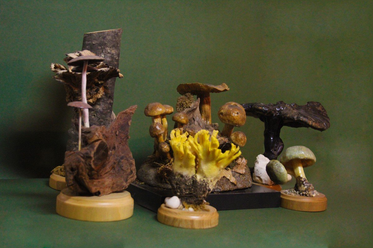 Cortinarius Croceus Mushrooms, Vintage Botanical Collectible Educational Model-photo-3