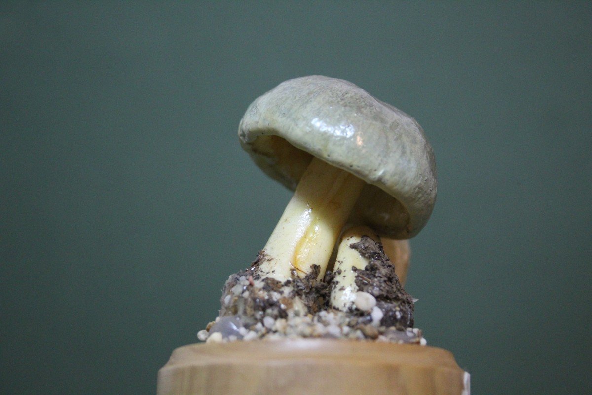 Cortinarius Croceus Mushrooms, Vintage Botanical Collectible Educational Model