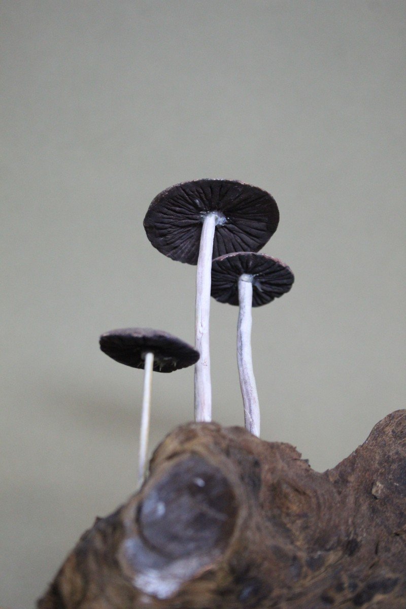 Champignons Panaeolus Foenisecii, Modèle éducatif De Collection Botanique Vintage-photo-3