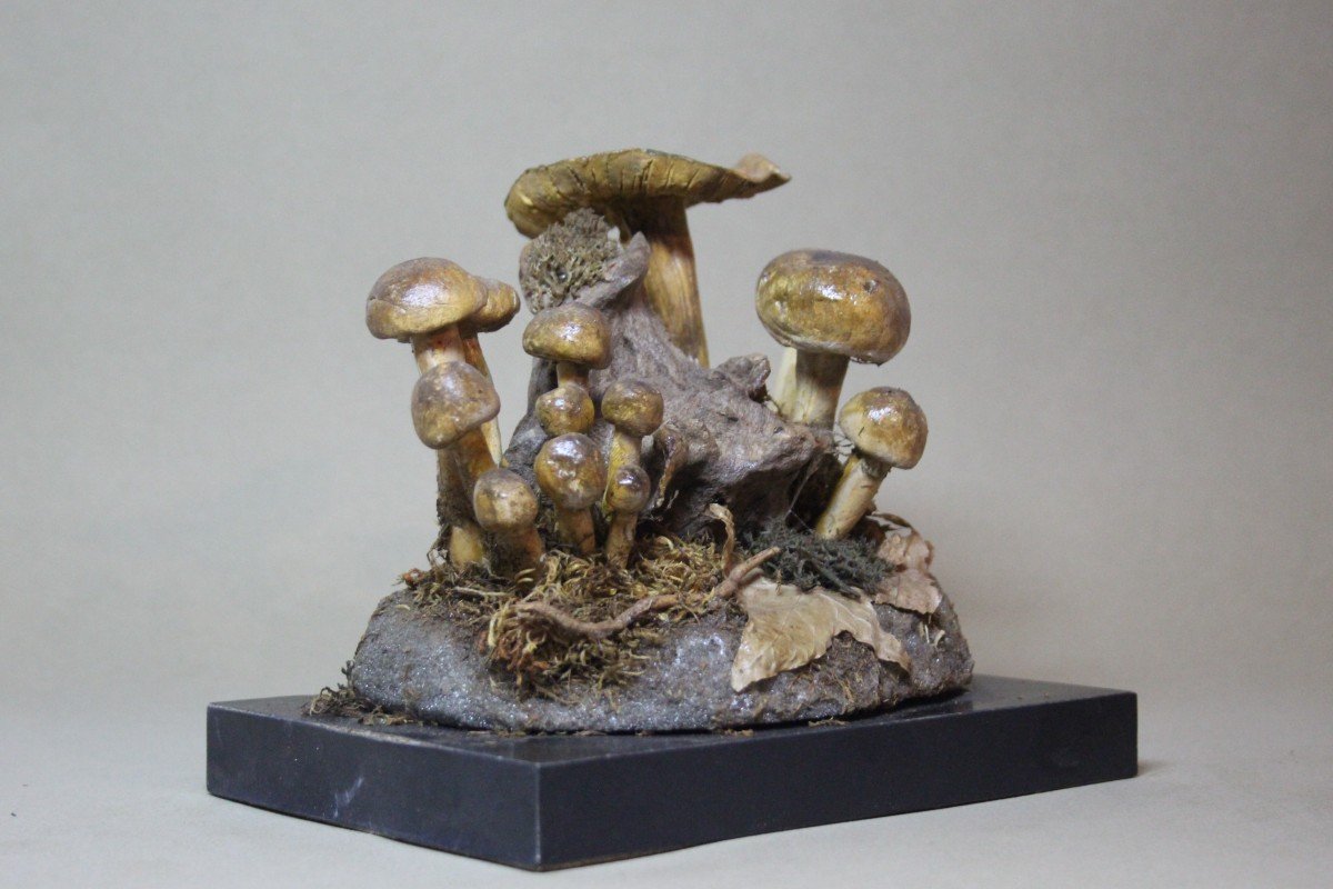 Champignons Cortinarius Splendens, Modèle éducatif De Collection Botanique Vintage