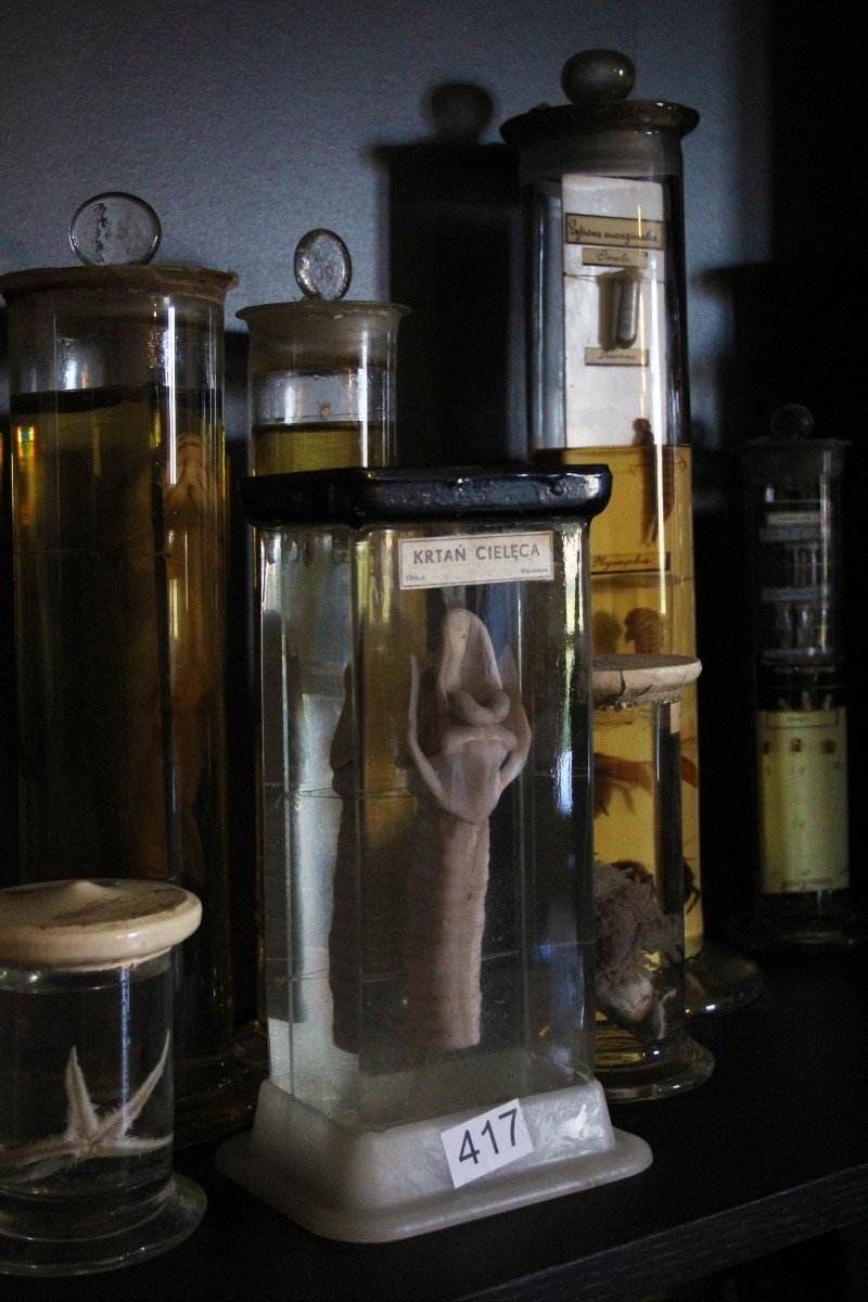 Cow Trachea And Larynx, Ancient Teaching Taxidermy Specimen.-photo-2