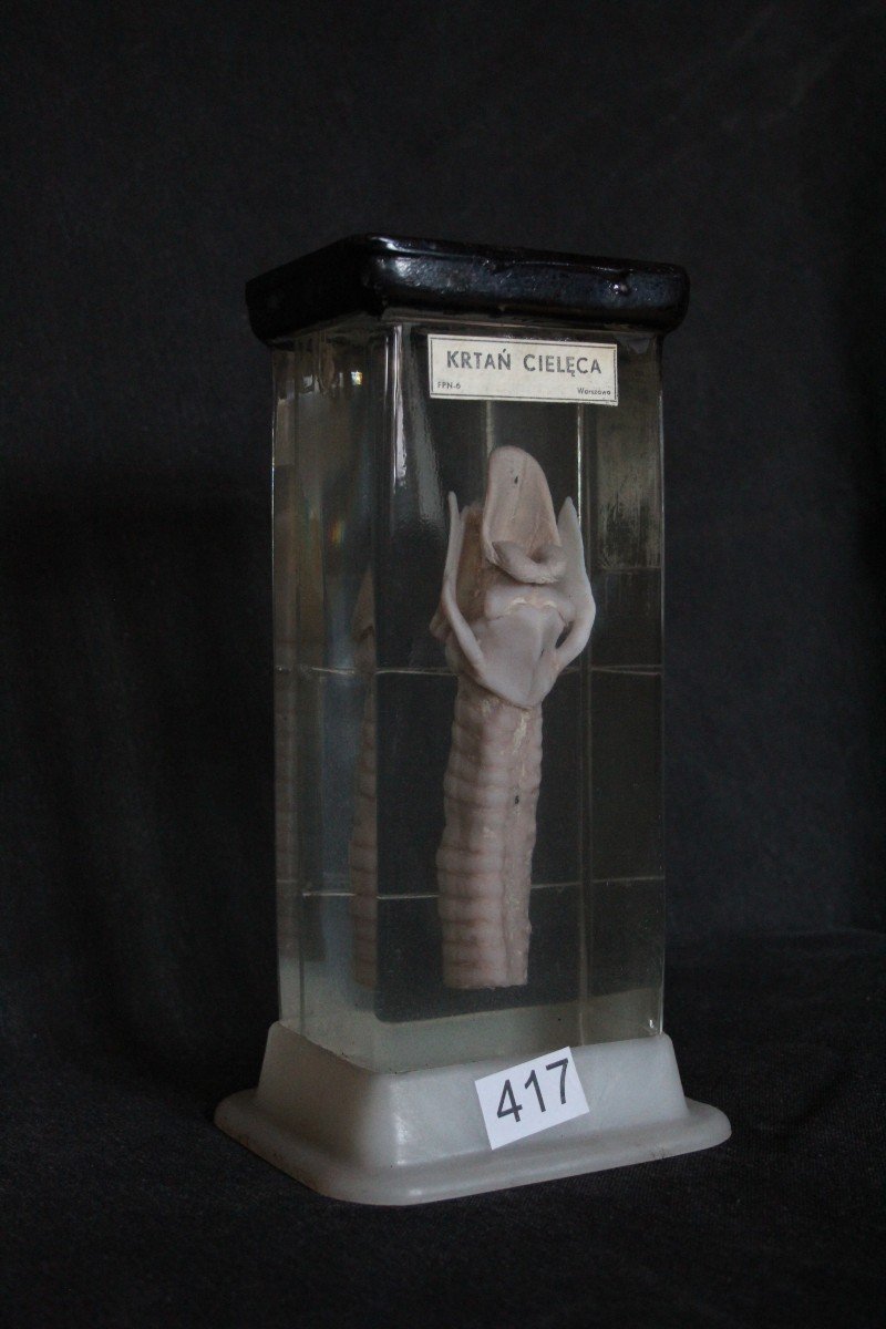 Trachée Et Larynx De Vache, Ancien Spécimen d'Enseignement De La Taxidermie.