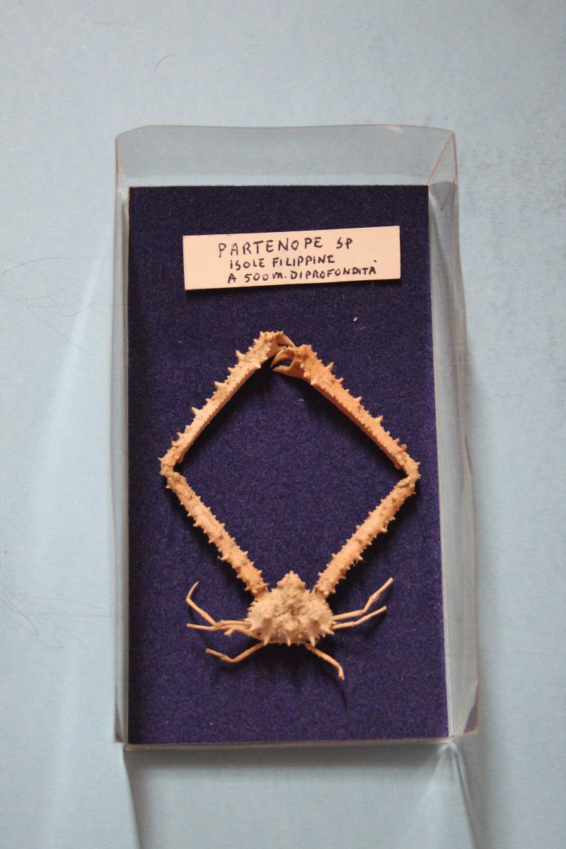 Partenope Crab Sp From The Philippines, Wunderkammer Taxidermy-photo-2