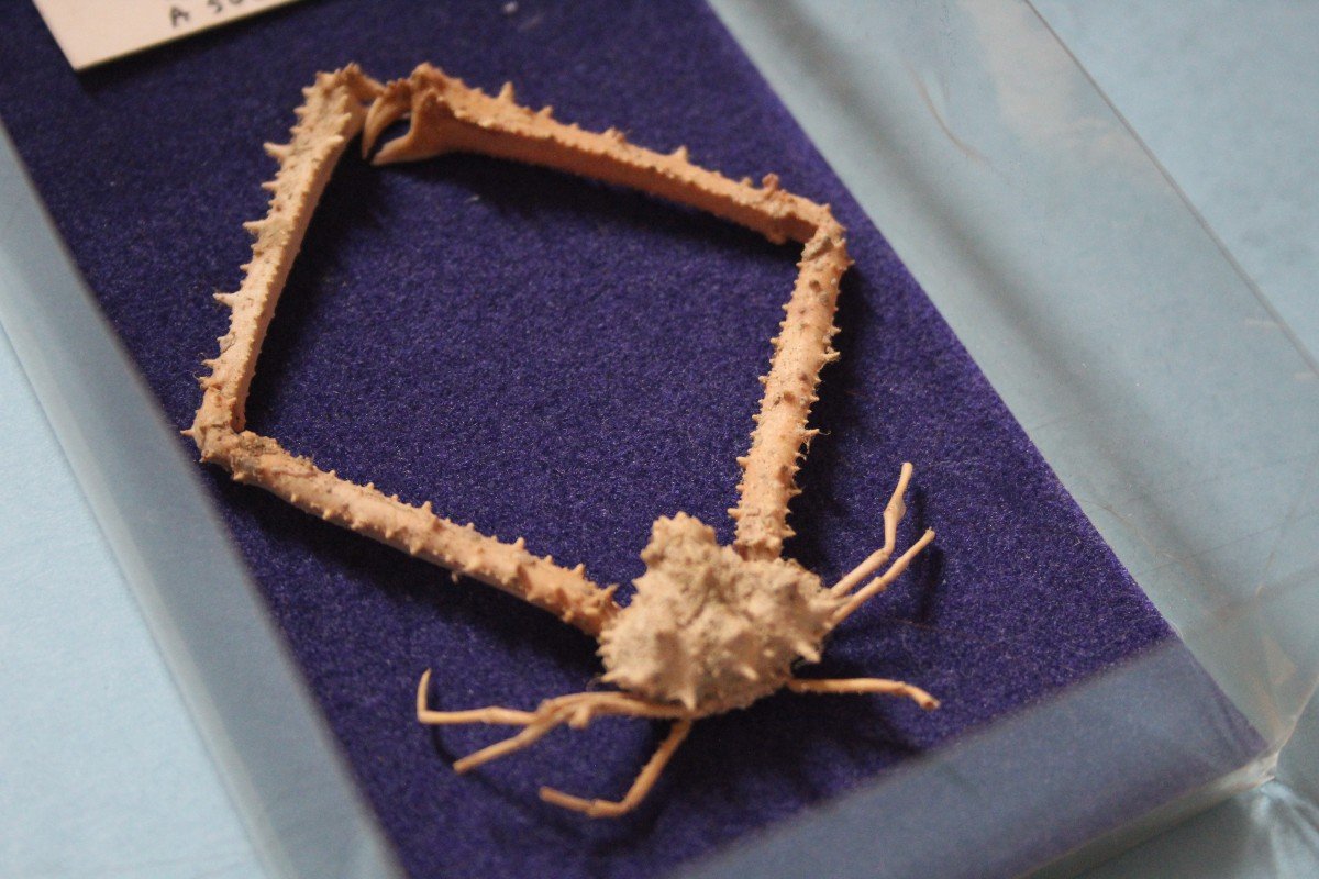 Partenope Crab Sp From The Philippines, Wunderkammer Taxidermy