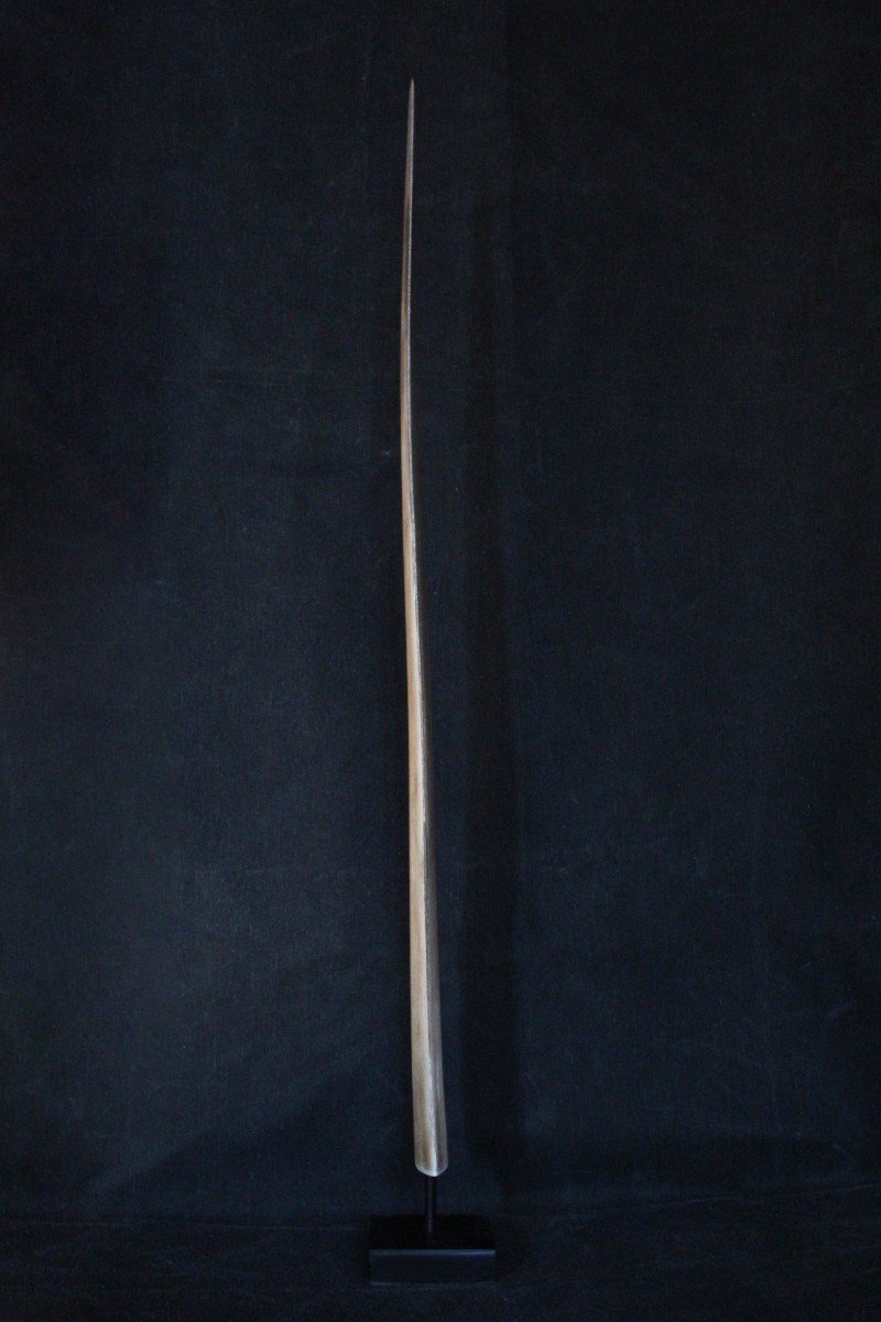 Swordfish Rostrum, 72 Cm, On Wooden Stand. Naturalia, Wunderkammer-photo-4