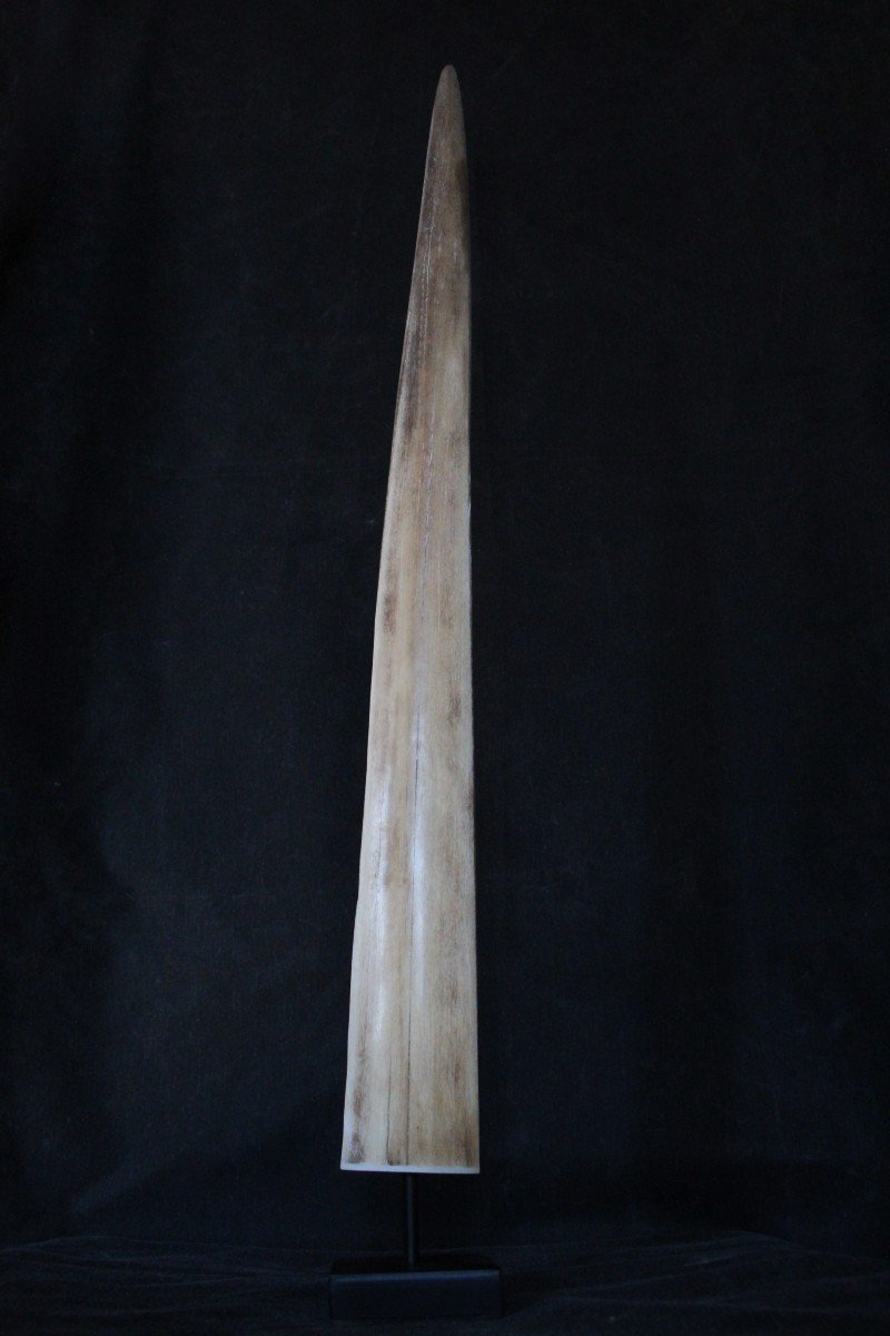 Swordfish Rostrum, 72 Cm, On Wooden Stand. Naturalia, Wunderkammer