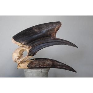 Hornbill Skull, Taxidermy