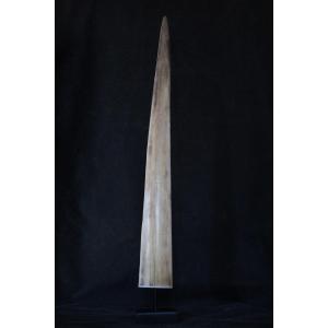 Swordfish Rostrum, 72 Cm, On Wooden Stand. Naturalia, Wunderkammer