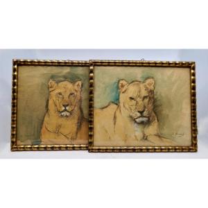 Pair Of Watercolors First Half 20th Century "lioness" - French School