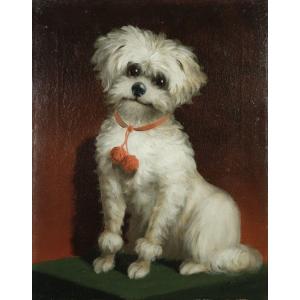 Maltese Bichon Dog Portrait Signed S.franconi? Around 1900