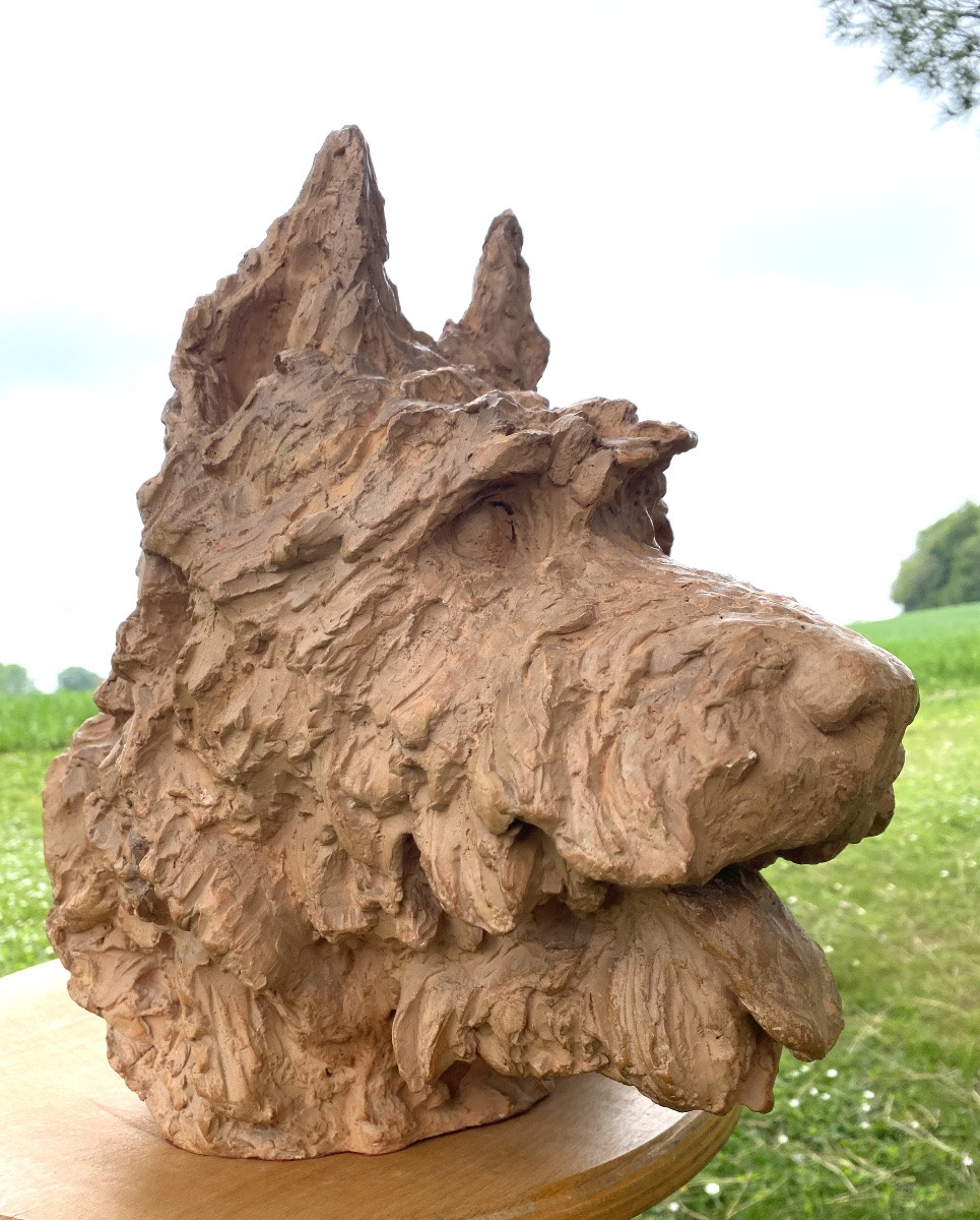Terracotta Bouvier Des Flandres 34 Cm Height Viewed By Sculptor Richard Fath 1900 - 1952 -photo-1
