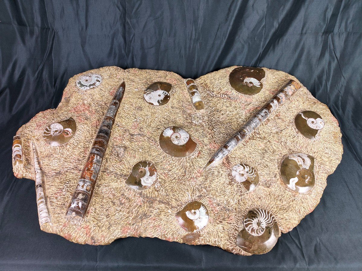 Enorme Plaque De Fossiles Ammonites Et Orthocères-photo-1