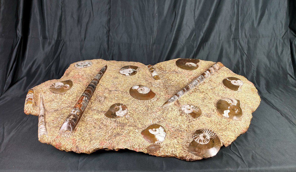 Enorme Plaque De Fossiles Ammonites Et Orthocères