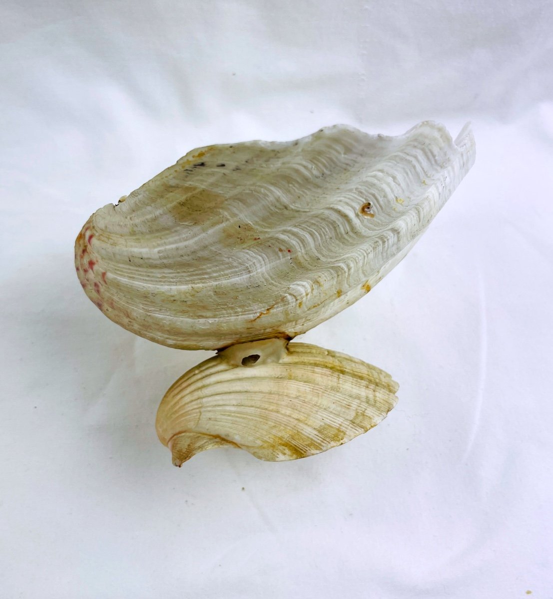 Stoup, Mounted Shells, Stoup And Scallop Shell-photo-3