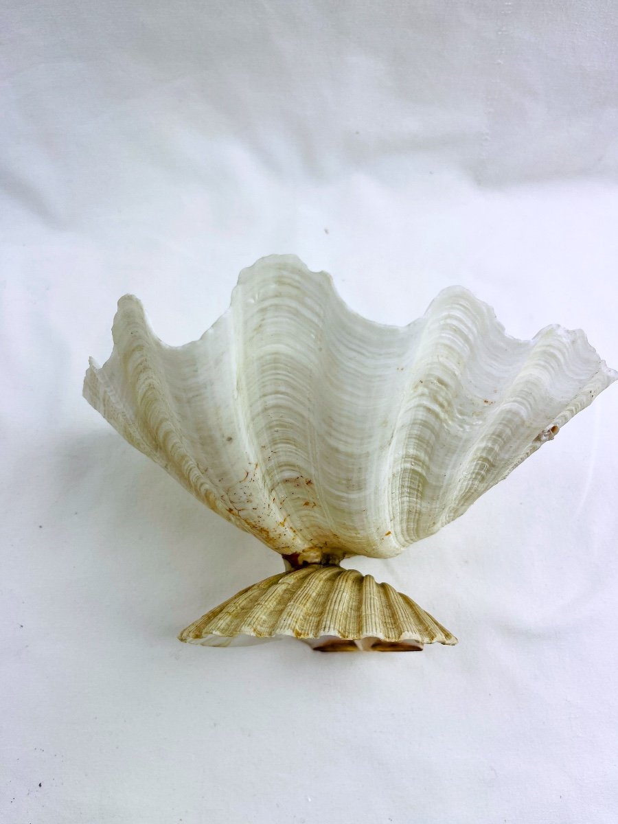 Stoup, Mounted Shells, Stoup And Scallop Shell-photo-1