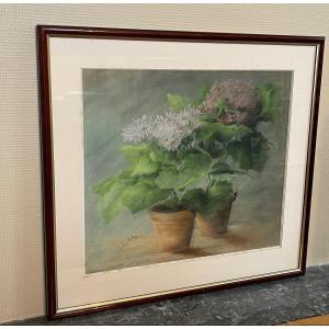 Pastel, Potted Plants