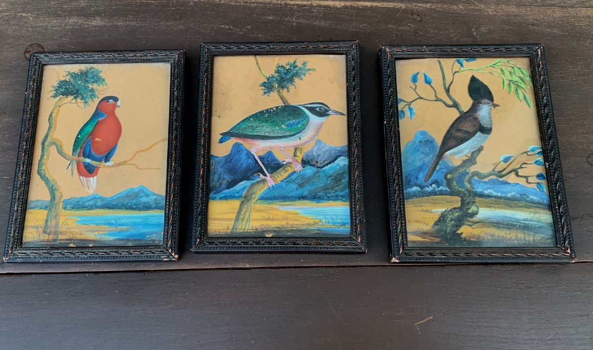 3 Miniatures Oiseaux Exotiques  Fixés Sous Verre Et Gouache, Fin XIX°