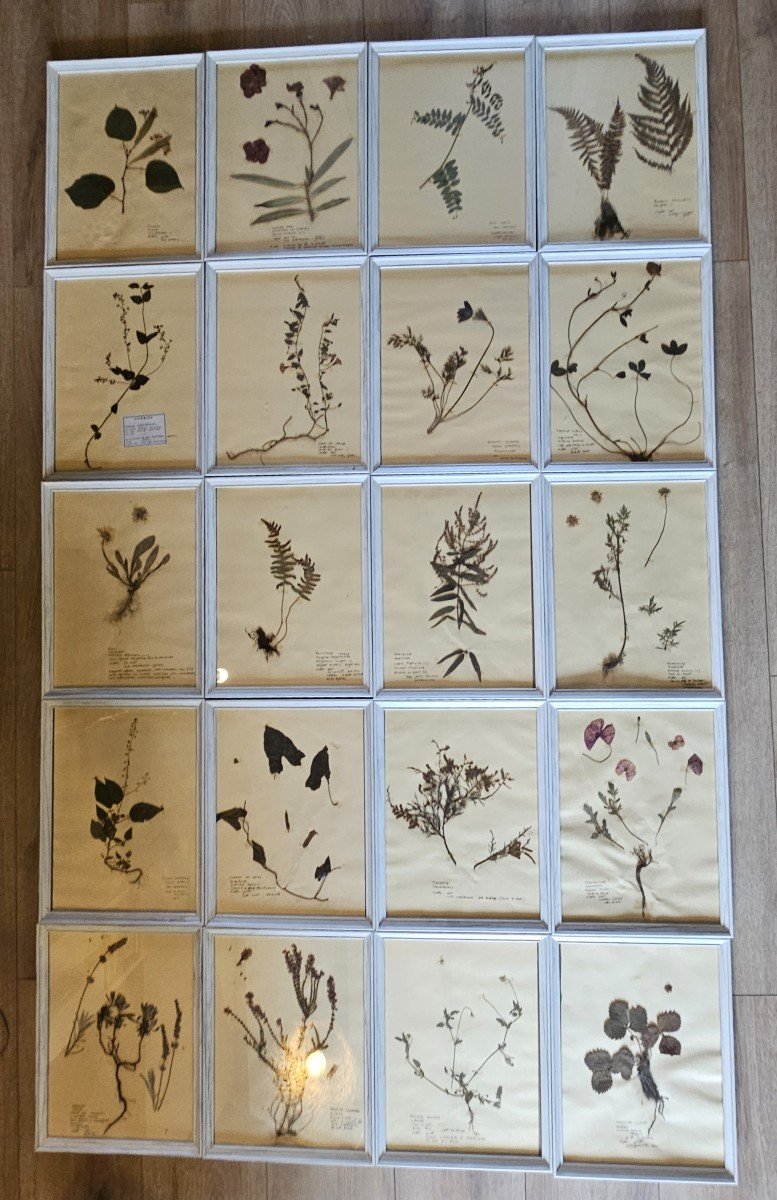 Série De 20 Planches d'Herbier Encadrées-photo-2