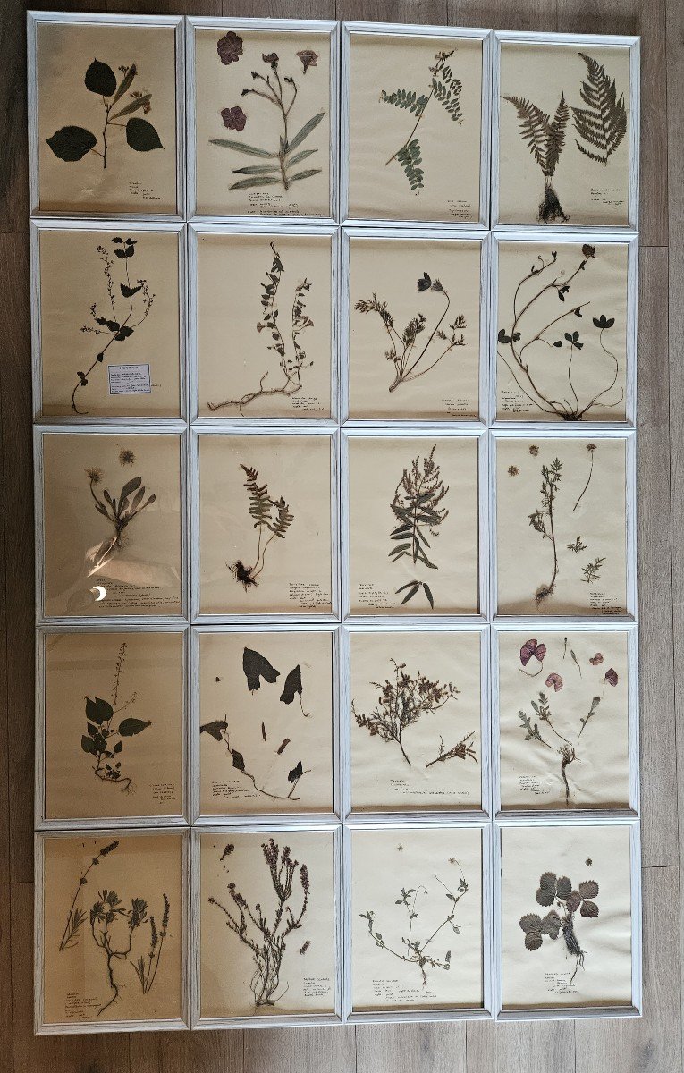 Série De 20 Planches d'Herbier Encadrées-photo-3