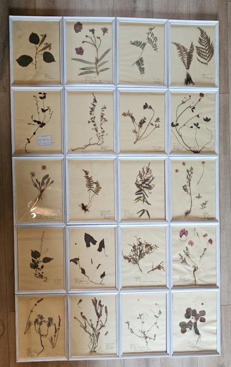 Série De 20 Planches d'Herbier Encadrées