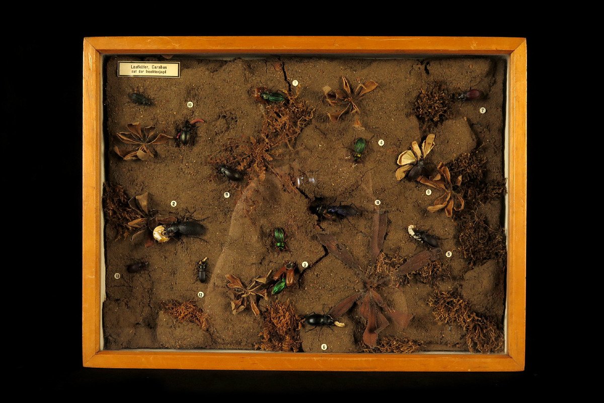 Rare Lot Of Five Old Dioramas Of Insects, Entomology Circa 1940 / Cabinet Curiosities-photo-2