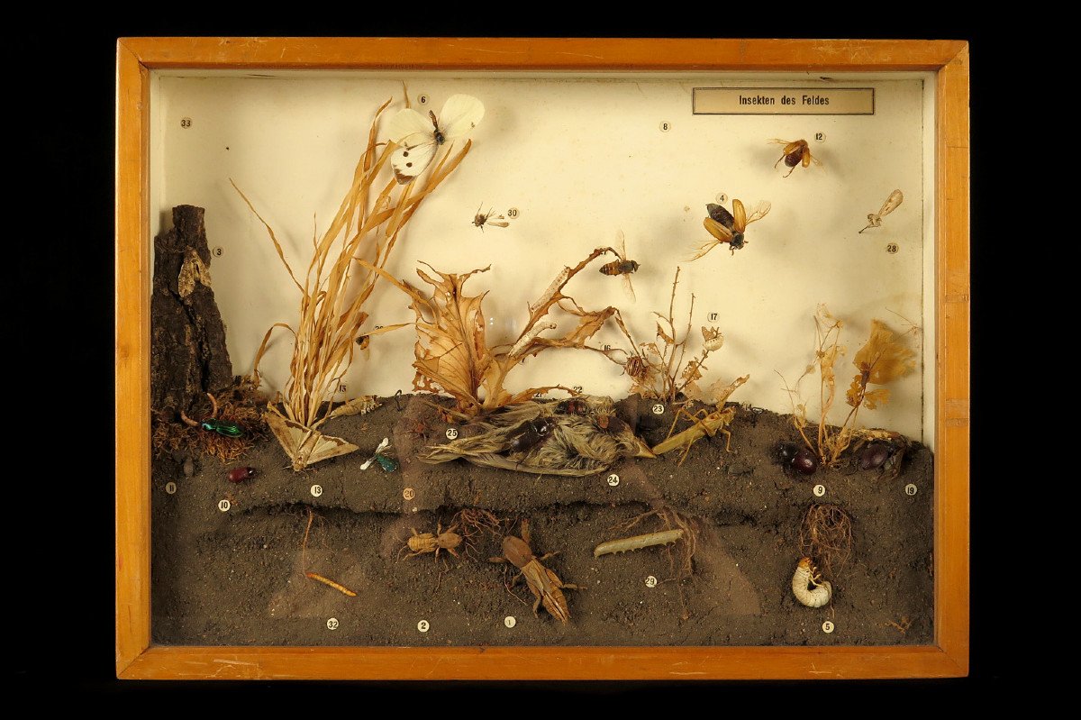 Rare Lot Of Five Old Dioramas Of Insects, Entomology Circa 1940 / Cabinet Curiosities-photo-3