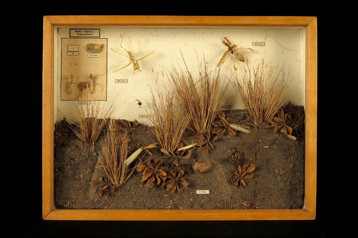 Rare Lot Of Five Old Dioramas Of Insects, Entomology Circa 1940 / Cabinet Curiosities-photo-4