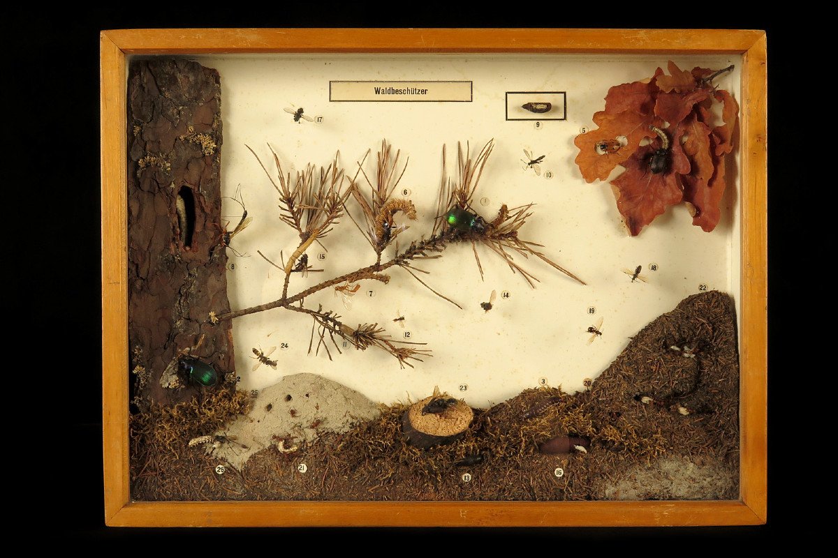 Rare Lot Of Five Old Dioramas Of Insects, Entomology Circa 1940 / Cabinet Curiosities-photo-1