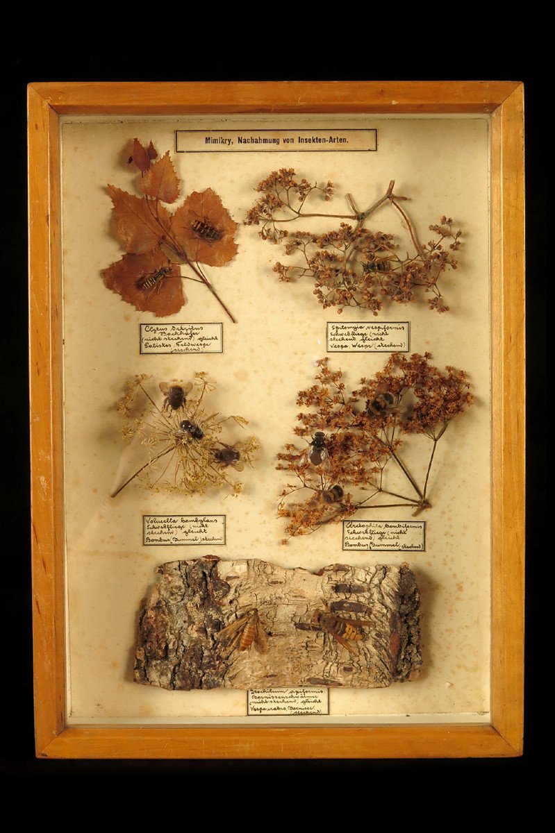 Rare Lot Of Five Old Dioramas Of Insects, Entomology Circa 1940 / Cabinet Curiosities-photo-2